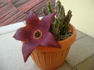 Stapelia hb. berlinensis