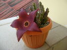Stapelia hb. berlinensis