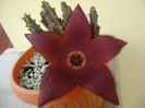 Stapelia hb. berlinensis