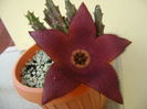 Stapelia hb. berlinensis