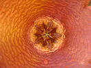 Stapelia hb. berlinensis