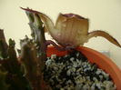 Stapelia hb. berlinensis