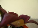 Stapelia hb. berlinensis