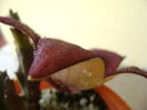 Stapelia hb. berlinensis