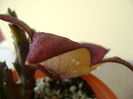 Stapelia hb. berlinensis