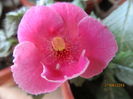 Arletta pink