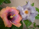 P1290545