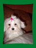 bichon maltese