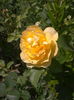 2016-05-30 12.43.51