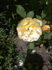 2016-05-30 12.46.45