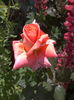 2016-05-30 12.47.50