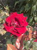 2016-05-30 12.51.05