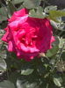 2016-05-30 12.52.15