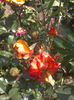 2016-05-30 12.53.09