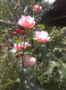 2016-05-30 12.55.53