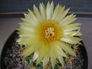 Coryphantha elephantidens v. sulcolanata