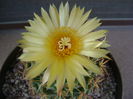 Coryphantha elephantidens v. sulcolanata