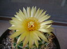 Coryphantha elephantidens v. sulcolanata