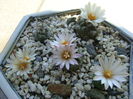 Grup de 6 Turbinicarpus