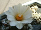 Turbinicarpus macrochele v. screvispinum