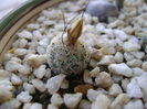 Turbinicarpus krainzianus v. lausserii