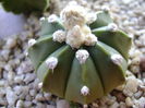 Astrophytum asterias