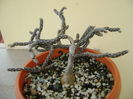 Pterocactus tuberosus