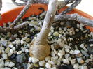 Pterocactus tuberosus, detaliu caudex