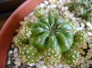 Matucana polzii