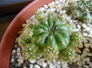 Matucana polzii, lastari