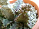 Caralluma europaea, boboci