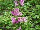 Digitalis