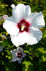 Hibiscus alb