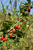 lycium barbarum