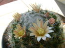 Mammillaria bocasana