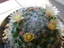 Mammillaria bocasana