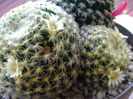 Mammillaria schiedeana