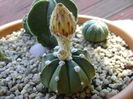 Astrophytum asterias