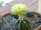 Astrophytum asterias