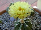 Astrophytum asterias