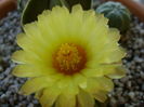 Astrophytum asterias