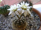 Gymnocalycium ragonesei