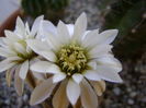 Gymnocalycium ragonesei