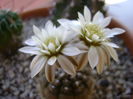Gymnocalycium ragonesei