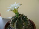 Gymnocalycium quehlianum