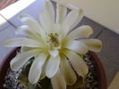 Gymnocalycium quehlianum