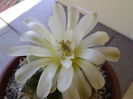 Gymnocalycium quehlianum