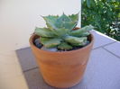 Agave potatorum