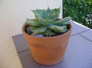Agave potatorum