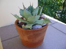 Agave seemanniana